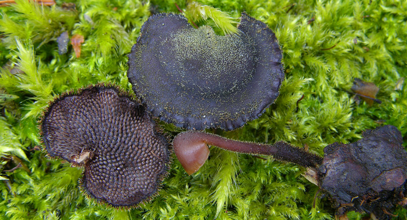 Auriscalpium vulgare Gray